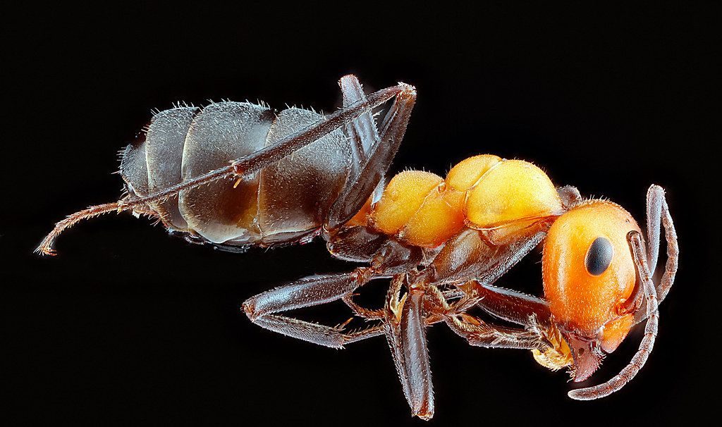 Ant Control service in Eden Prairie, MN