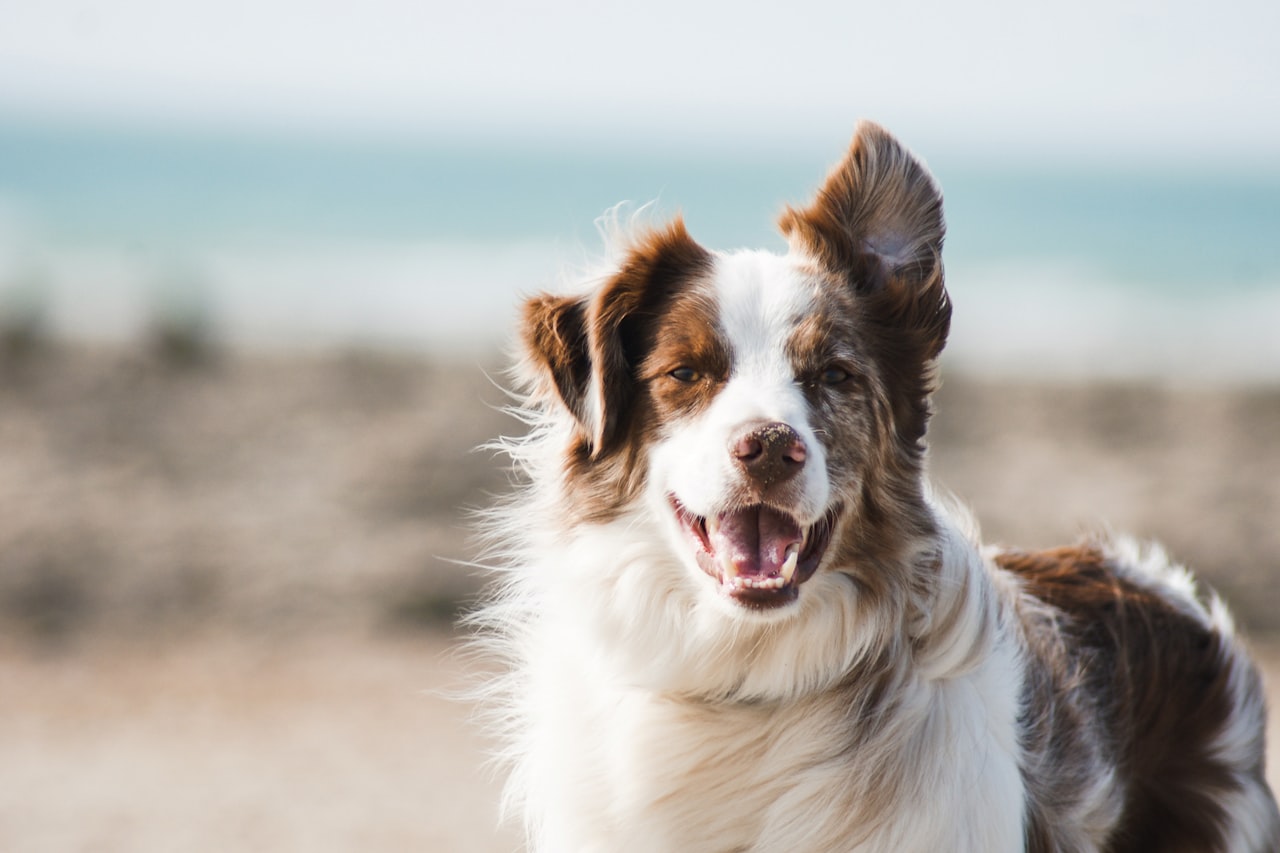 Flea & Tick Control service in Eden Prairie, MN