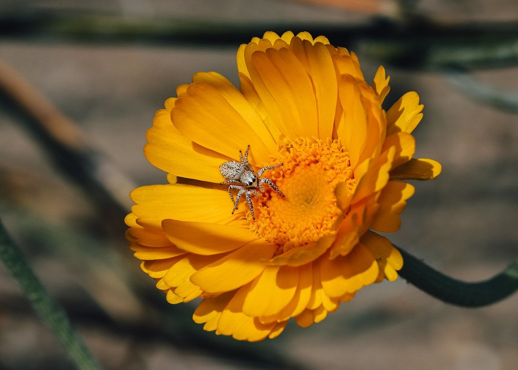 Spider Control service in Eden Prairie, MN